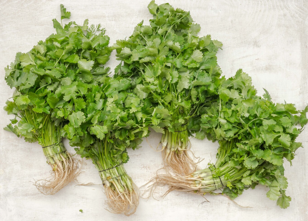 Cilantro 