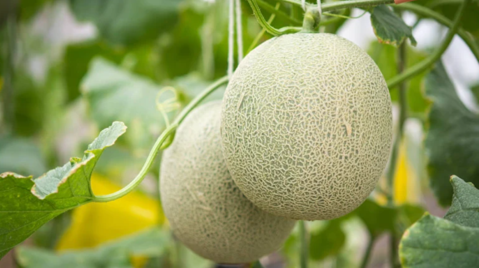 Los 4 Pilares de la Selección Perfecta del melón