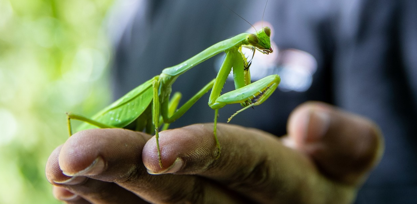 El Simbolismo Espiritual y Cultural
