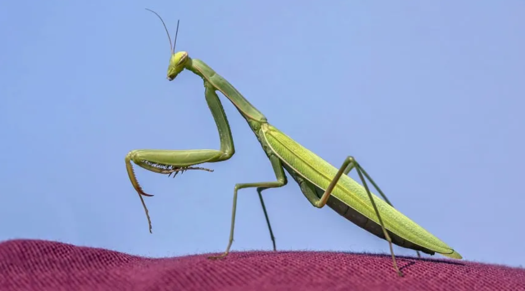 ¿Qué Hacer si Encuentras una Mantis en tu Ventana?