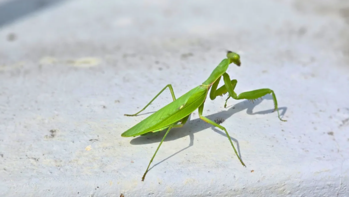 ¿Qué significa que aparezca una mantis religiosa en tu ventana?