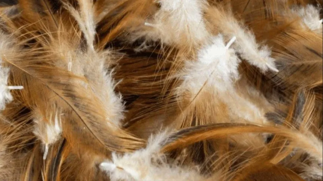 La Interpretación Natural y Ecológica de encontrar plumas en el patio de tu casa: Un Signo de Vida a tu Alrededor