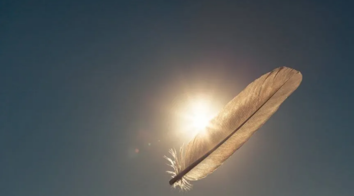 Captura de pantalla 2026-03-18 133623 ¿Qué significa encontrar plumas en el patio de tu casa?