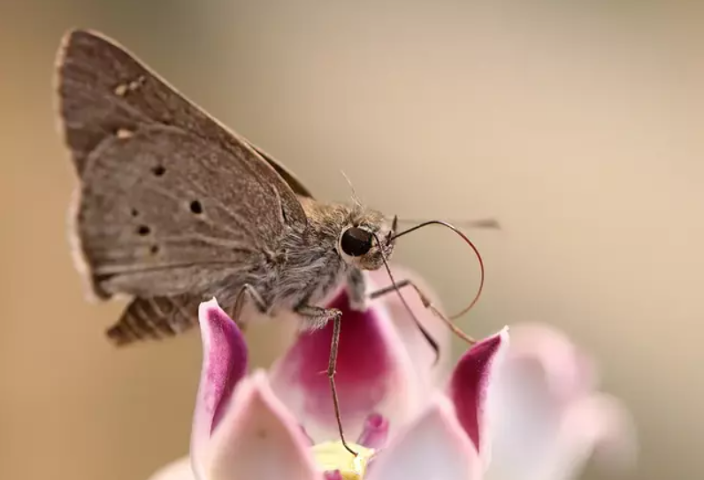 ¿Qué hacer si una polilla entra en tu casa?