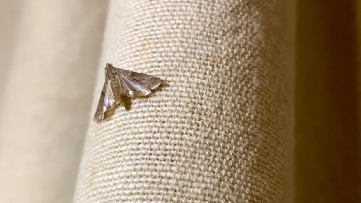 La Explicación Científica y Práctica de que aparezca una polilla en tu casa