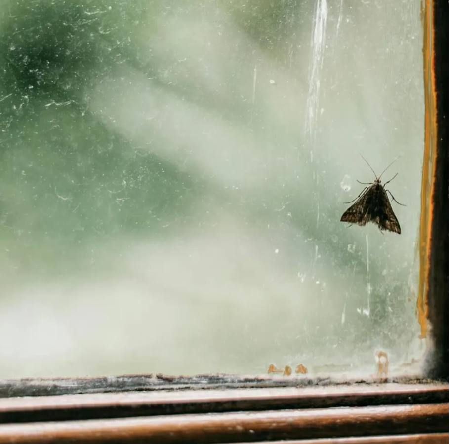 El Significado Espiritual y Simbólico de que aparezca una polilla en tu casa