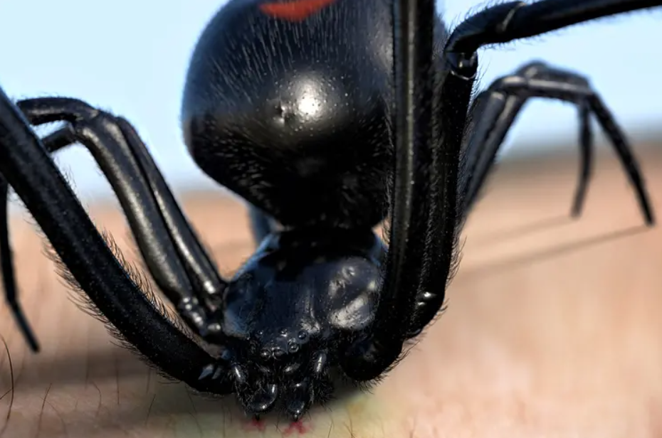 La Picadura y el Veneno de la araña viuda negra: ¿Qué Pasa en tu Cuerpo?