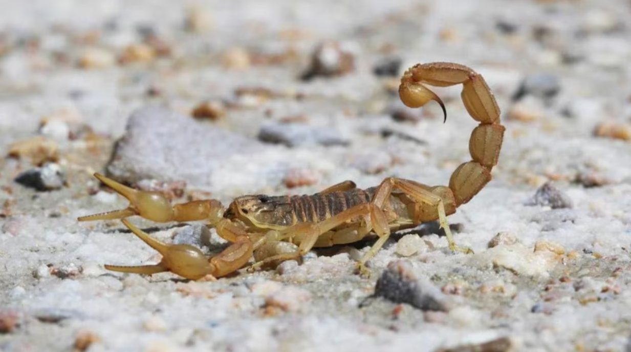 No Todos los Alacranes son Iguales: El Factor del Veneno