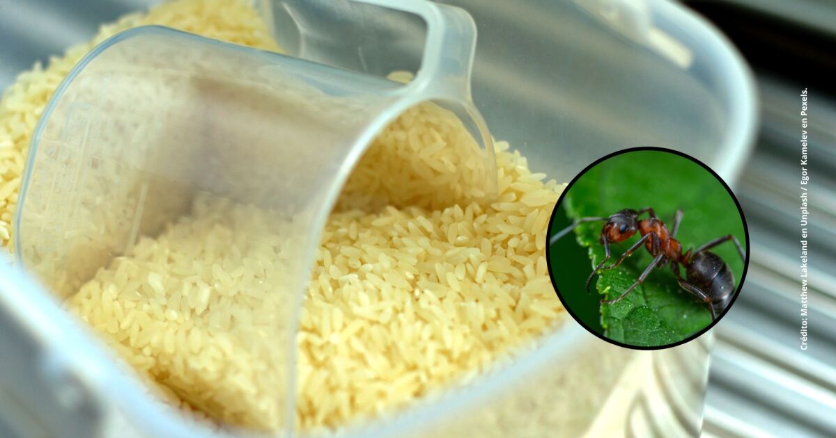 Cómo eliminar las hormigas de la cocina usando solo arroz blanco molido