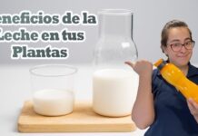 El secreto para que tus plantas de sombra crezcan más rápido con un chorrito de leche El secreto para que tus plantas de sombra crezcan más rápido con un chorrito de leche
