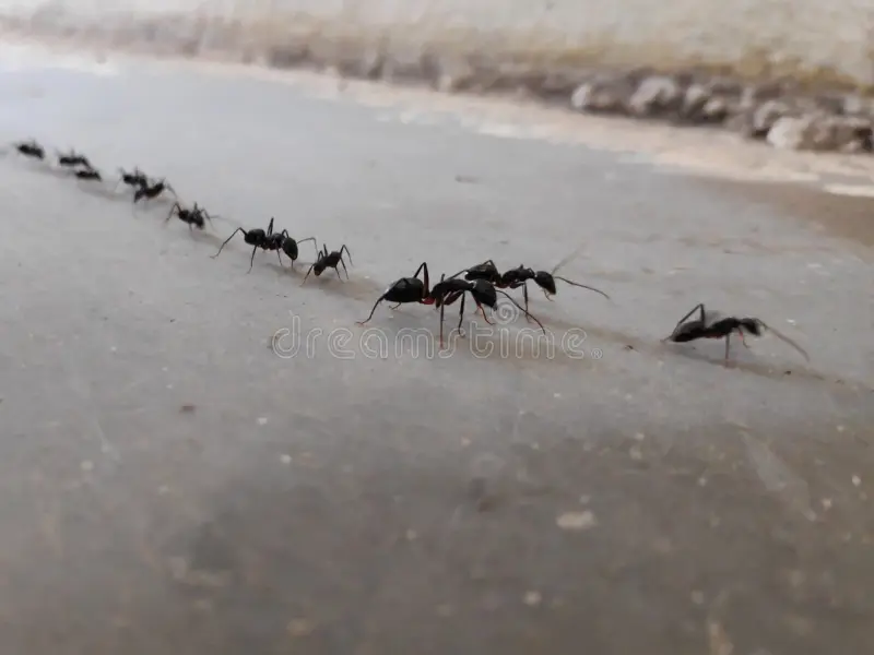 Hilera de hormigas marchando en fila sobre un piso de sala, simbolizando un rastro de feromonas.