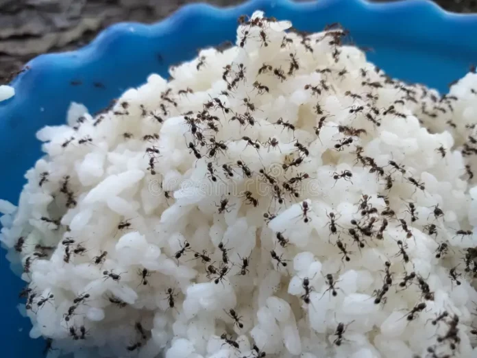 Imagen ilustrativa de granos de arroz blanco esparcidos cerca de una hilera de hormigas en la cocina.