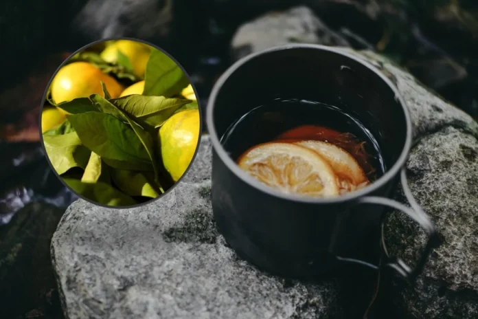 Para qué sirve el té de hojas de limón y por qué deberías tomarlo después de cenar