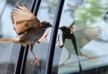 Qué significa que un pájaro choque contra tu ventana o entre a tu casa: Explicación real y espiritual Qué significa que un pájaro choque contra tu ventana o entre a tu casa- Explicación real y espiritual
