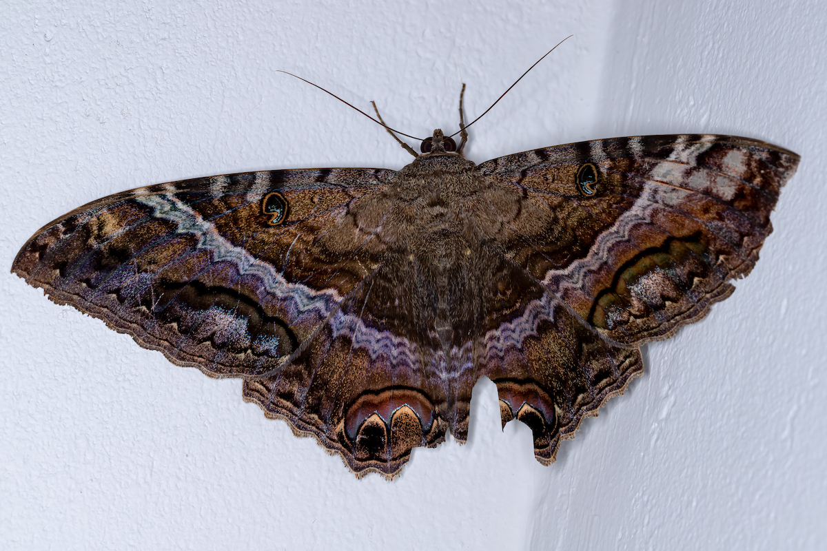 Una gran mariposa negra o Ascalapha odorata posada sobre una pared, desmintiendo el mito de la mala suerte.