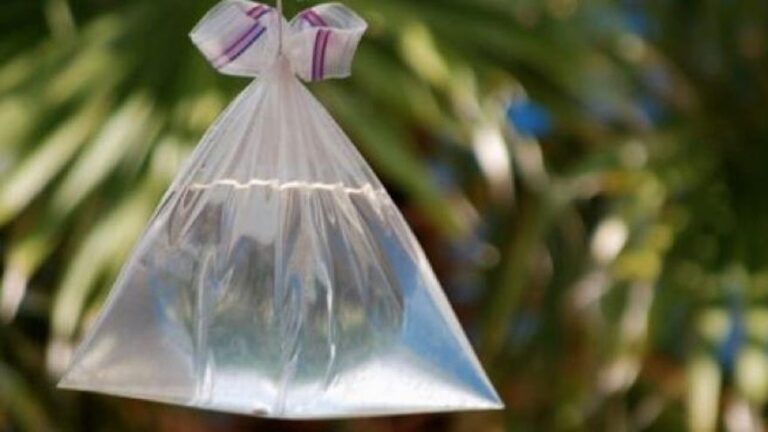 Bolsas de plástico para ahuyentar moscas: ¡mito o realidad!