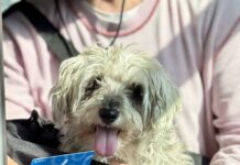 Programa PetFriendly del sistema Qrobus, afilia a tu michi o lomito