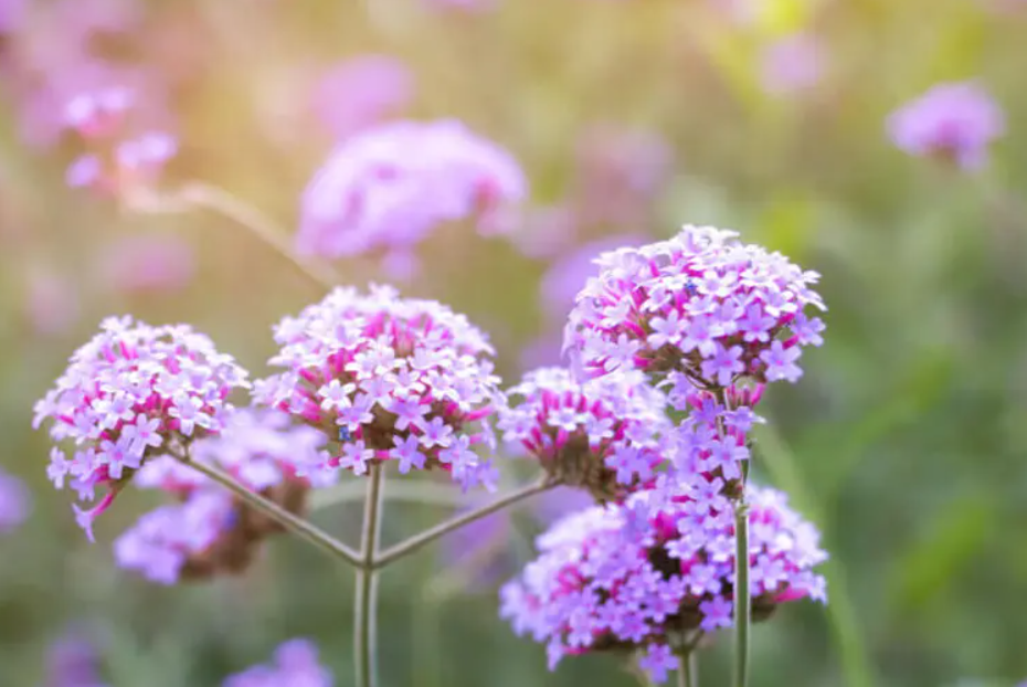 Verbena