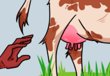 ¿Qué significa el dicho “Tanto peca el que mata la vaca como el que le agarra la pata”? ¿Qué significa el dicho "Tanto peca el que mata la vaca como el que le agarra la pata"?