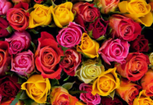 ¿Cuál es el significado de los colores de las rosas al regalar flores? ¿Cuál es el significado de los colores de las rosas al regalar flores?