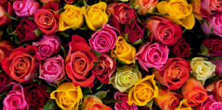 ¿Cuál es el significado de los colores de las rosas al regalar flores?