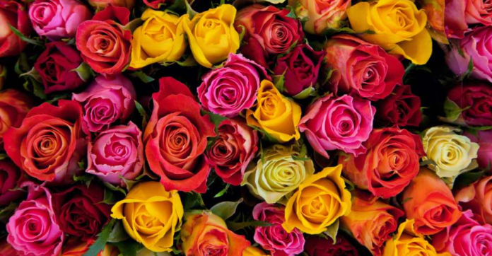 ¿Cuál es el significado de los colores de las rosas al regalar flores?