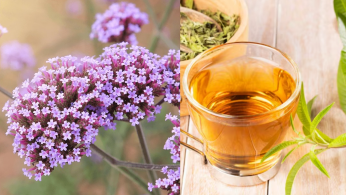 Diseño sin título (7) ¿Para qué sirve la planta de verbena y cómo prepararla en té?