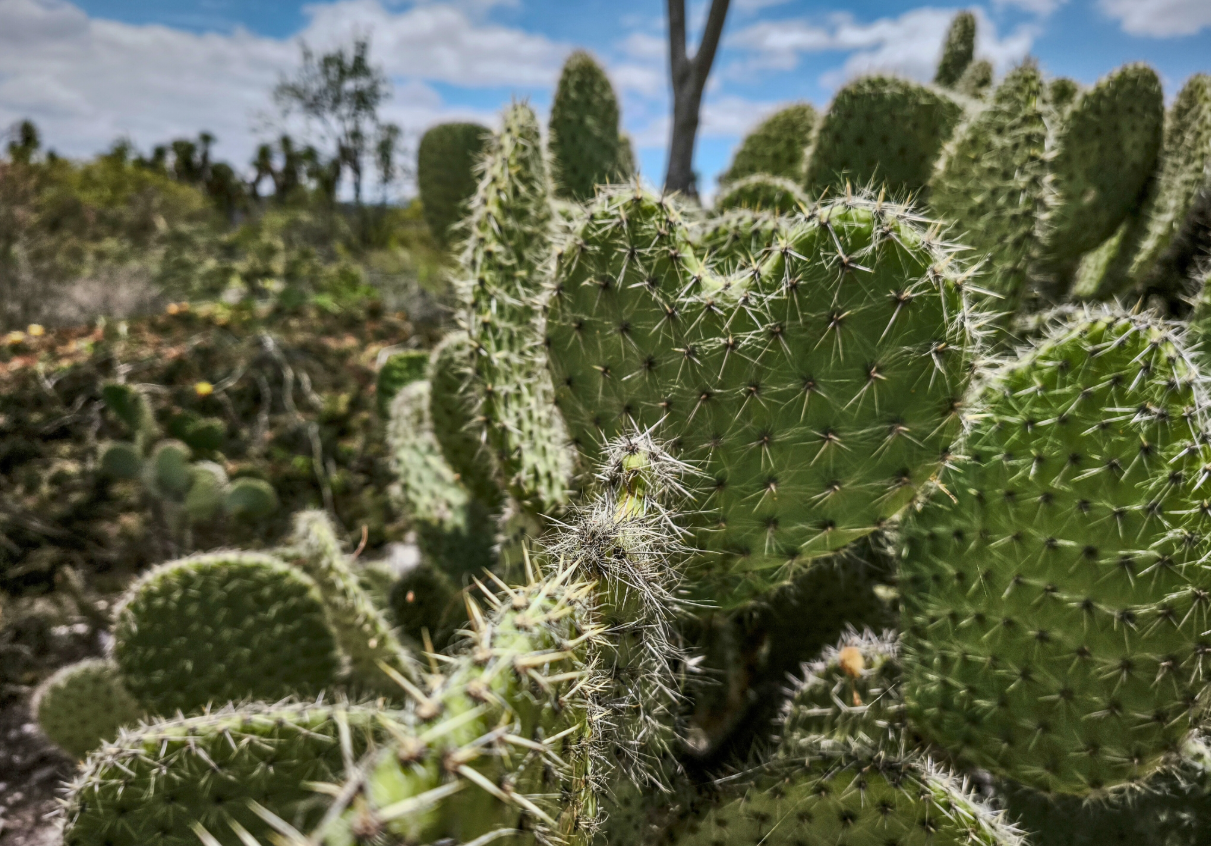 El nopal como sustento de civilizaciones