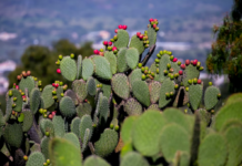¿Cuál es el origen del nopal en la cocina prehispánica? ¿Cuál es el origen del nopal en la cocina prehispánica?