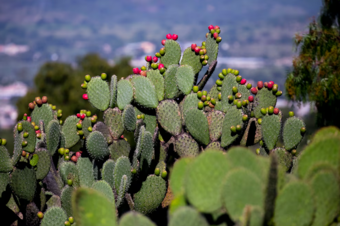 ¿Cuál es el origen del nopal en la cocina prehispánica?