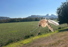 Plaga de mosquitos en el Querétaro 2000 preocupa a vecinos y autoridades por posibles riesgos sanitarios Plaga de mosquitos en el Querétaro 2000 preocupa a vecinos y autoridades por posibles riesgos sanitarios