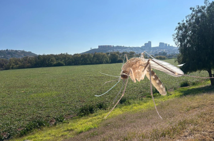 Plaga de mosquitos en el Querétaro 2000 preocupa a vecinos y autoridades por posibles riesgos sanitarios