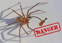 ¿Cómo identificar a una araña violinista de forma segura y evitar accidentes en el hogar? ¿Cómo identificar a una araña violinista de forma segura y evitar accidentes en el hogar?