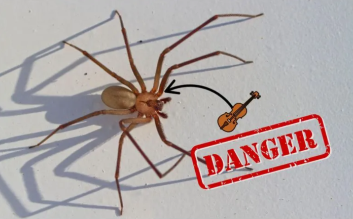 ¿Cómo identificar a una araña violinista de forma segura y evitar accidentes en el hogar?