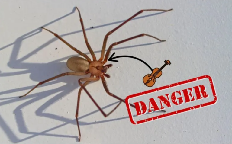 ¿Cómo identificar a una araña violinista de forma segura y evitar accidentes en el hogar?