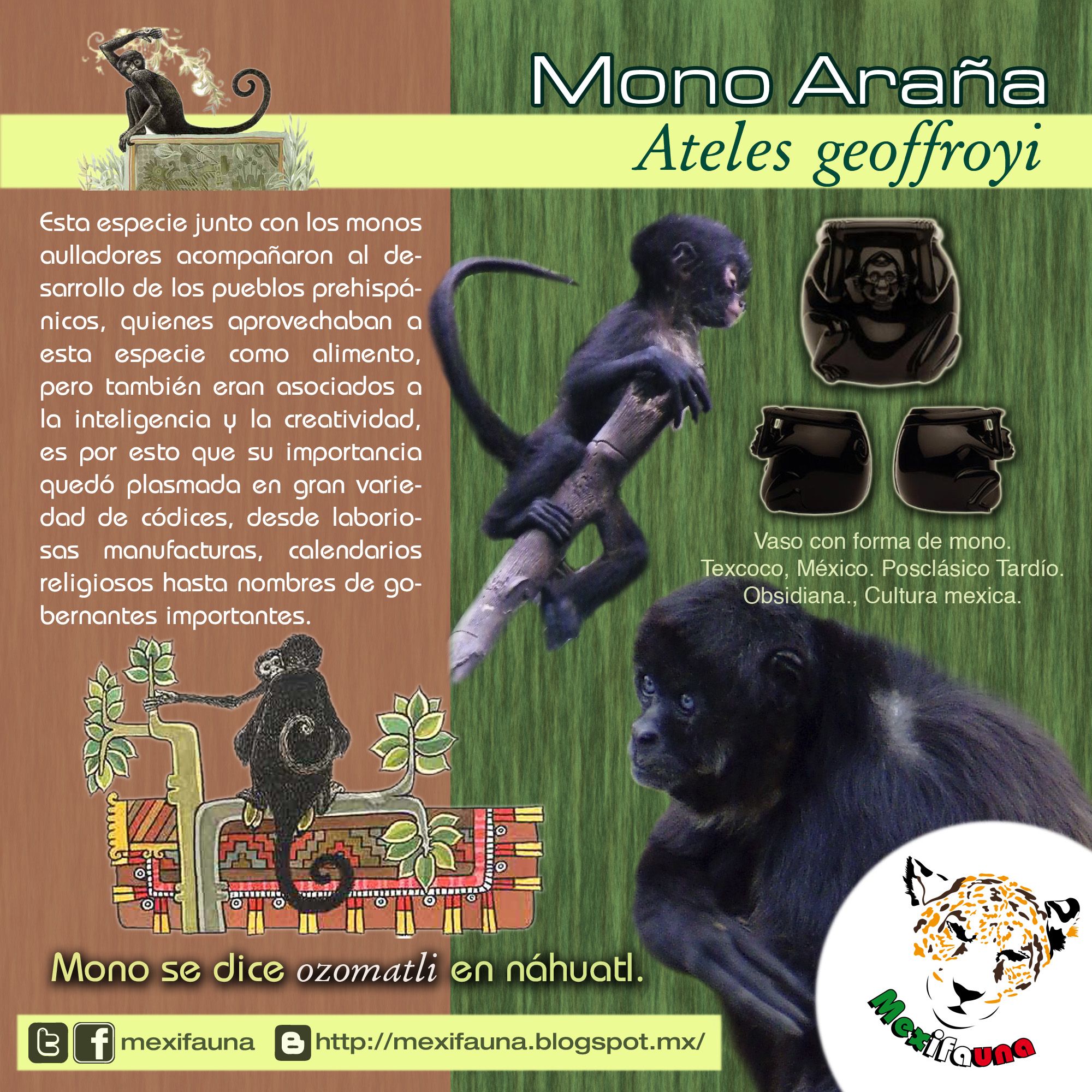 chango mascota mexico, mono mascota legalidad, costo mono mexico