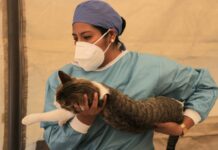 Esterilización gratis CDMX 2026: jornadas oficiales confirmadas esterilización gratis CDMX 2026
