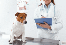 Seguro veterinario México 2026: cuáles existen y si valen la pena seguro veterinario México 2026