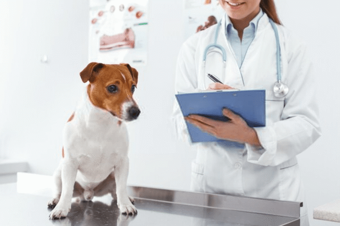 seguro veterinario México 2026
